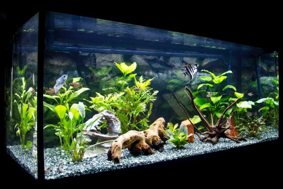 Niche Utama 1 How To Make Aquarium Decor That Is Fish Friendly